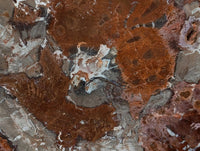 Polished Red Podocarpus Petrified Wood Slices x 2 From Mahajanga, Madagascar