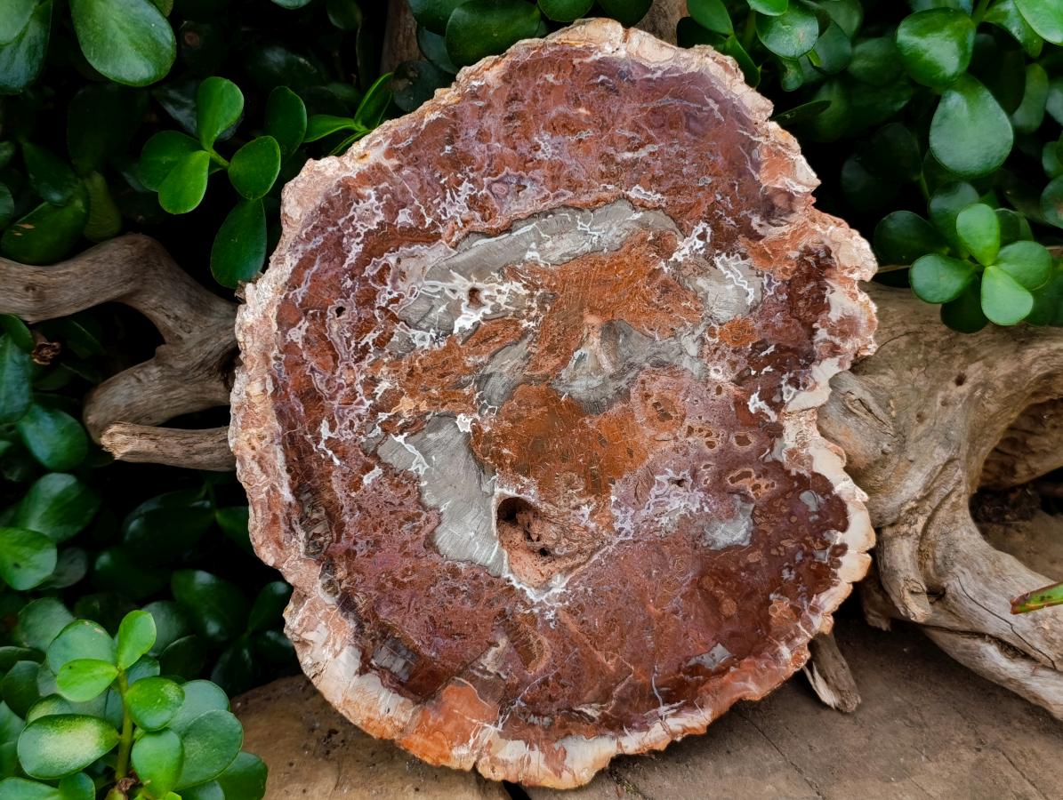 Polished Red Podocarpus Petrified Wood Slices x 2 From Mahajanga, Madagascar