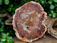 Polished Red Podocarpus Petrified Wood Slices x 2 From Mahajanga, Madagascar