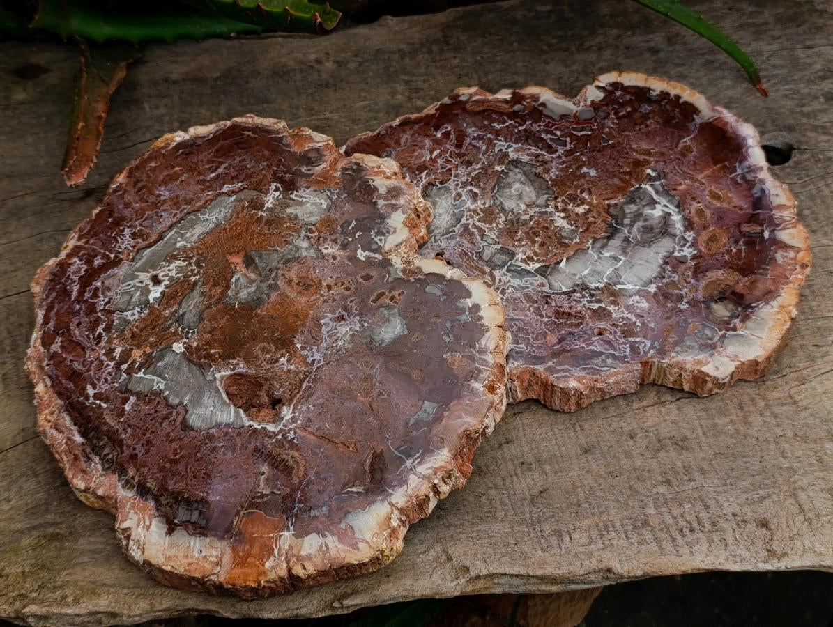 Polished Red Podocarpus Petrified Wood Slices x 2 From Mahajanga, Madagascar