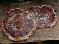 Polished Red Podocarpus Petrified Wood Slices x 2 From Mahajanga, Madagascar