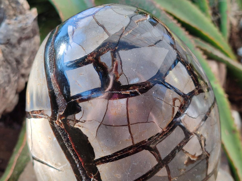 Polished XL Septerye Sauvage "Dragons Egg" Geode Standing Free Form x 1 From Mahajanga, Madagascar