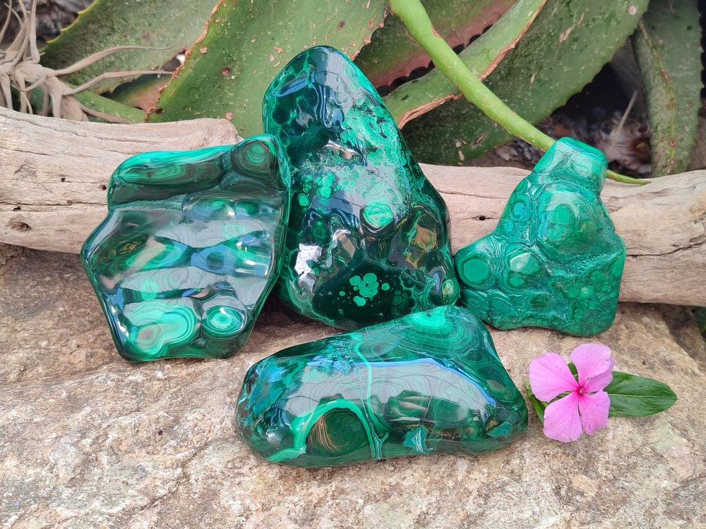 Polished Flower Banded Malachite Free Forms x 4 From Congo