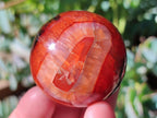 Polished Carnelian Agate Gemstone Spheres x 8 From Madagascar