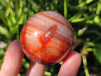 Polished Carnelian Agate Gemstone Spheres x 8 From Madagascar