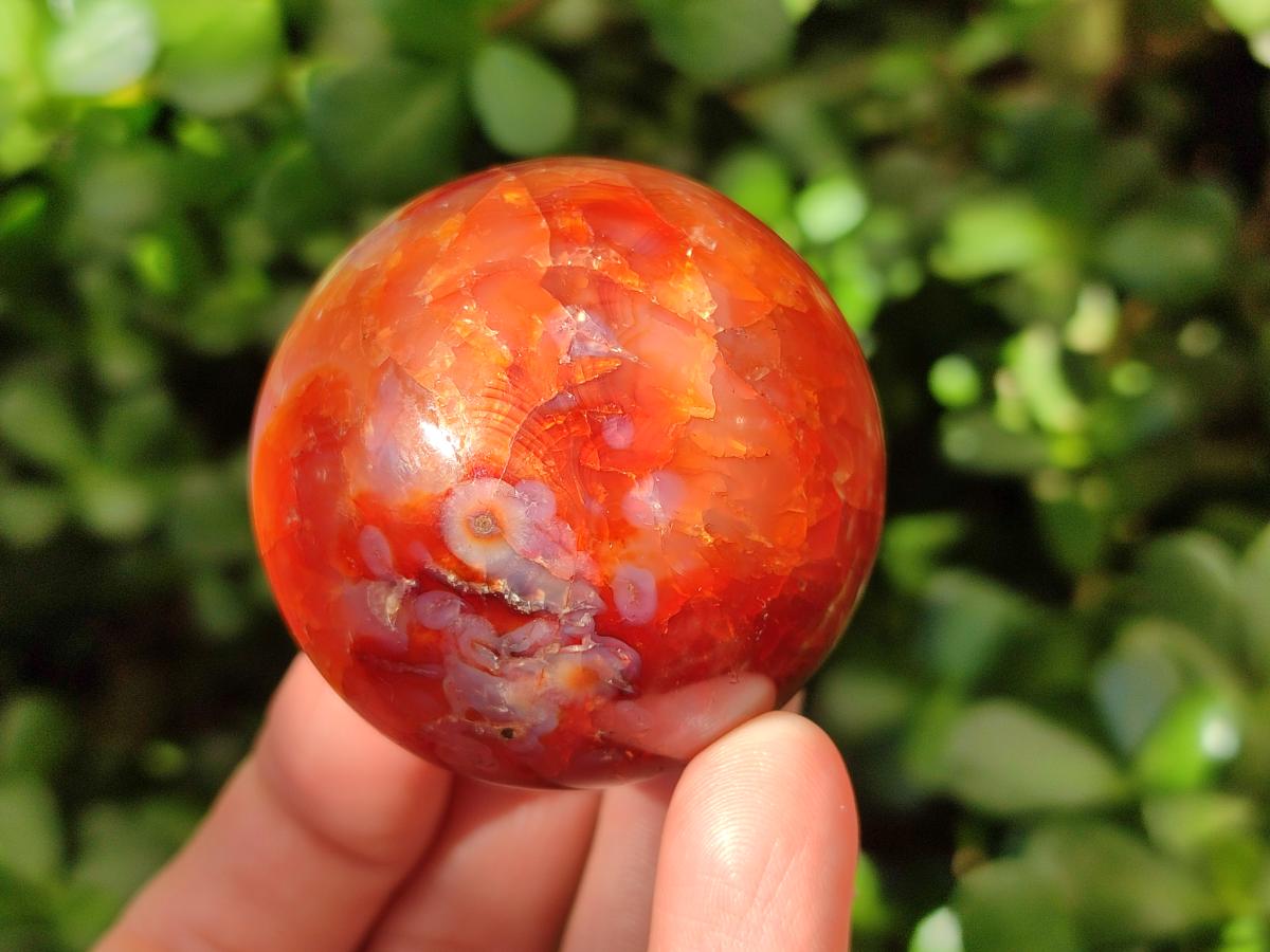 Polished Carnelian Agate Gemstone Spheres x 8 From Madagascar