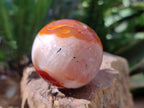 Polished Carnelian Agate Gemstone Spheres x 8 From Madagascar