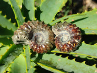 Polished Douvilleiceras Ammonite Fossils x 12 From Maintirano, Madagascar