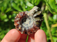 Polished Douvilleiceras Ammonite Fossils x 12 From Maintirano, Madagascar