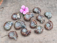 Polished Douvilleiceras Ammonite Fossils x 12 From Maintirano, Madagascar