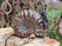 Polished Douvilleiceras Ammonite Fossils x 12 From Maintirano, Madagascar