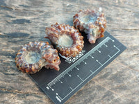 Polished Douvilleiceras Ammonite Fossils x 12 From Maintirano, Madagascar