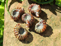 Polished Douvilleiceras Ammonite Fossils x 12 From Maintirano, Madagascar