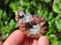 Polished Douvilleiceras Ammonite Fossils x 12 From Maintirano, Madagascar