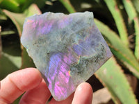 Polished One Side Labradorite Display Piece x 24 From Madagascar