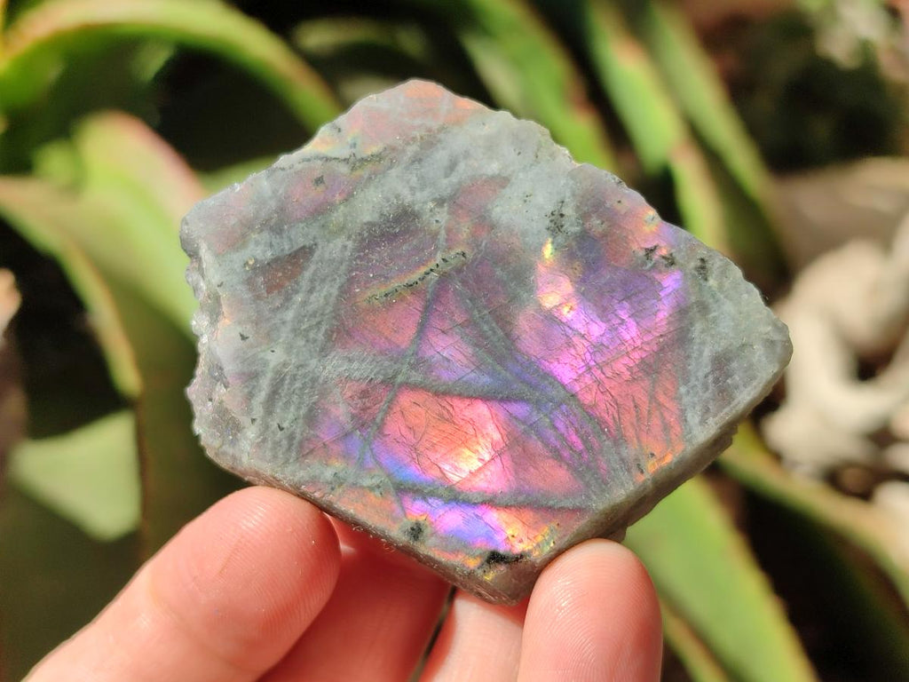 Polished One Side Labradorite Display Piece x 24 From Madagascar