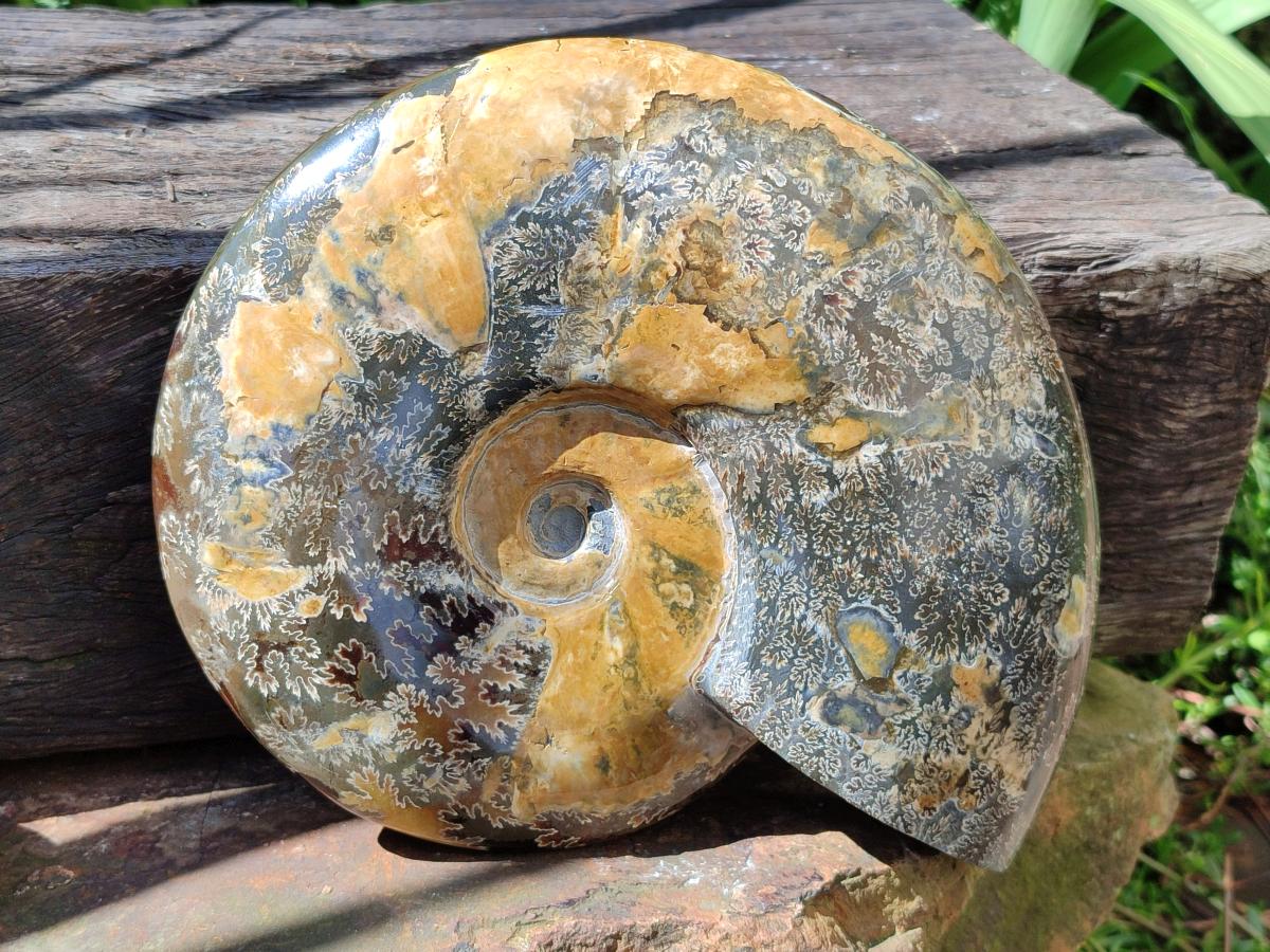 Polished XL Cleoniceras Ammonite Fossil x 1 From Tulear, Madagascar