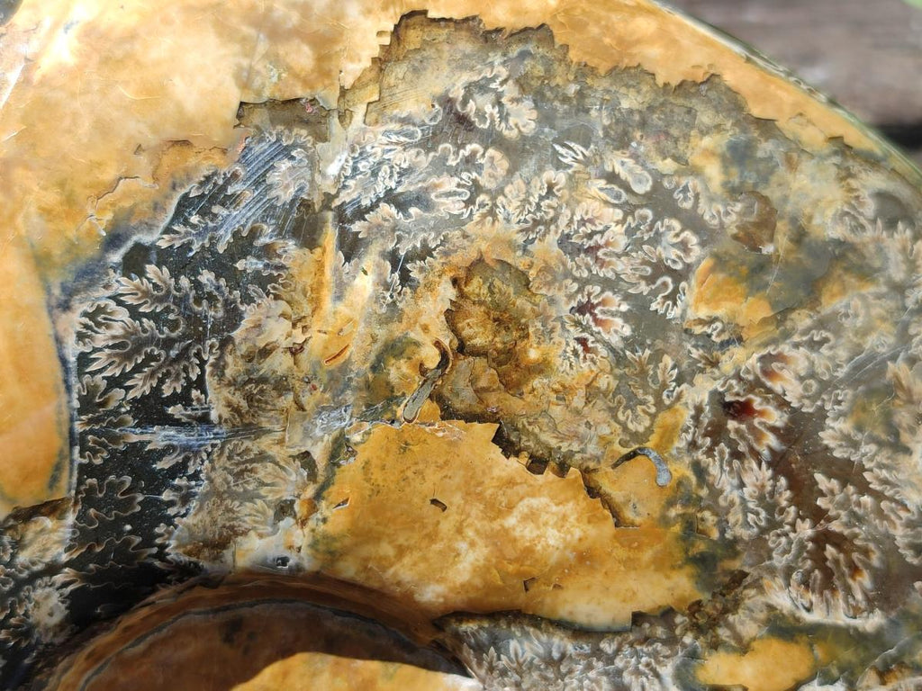 Polished XL Cleoniceras Ammonite Fossil x 1 From Tulear, Madagascar