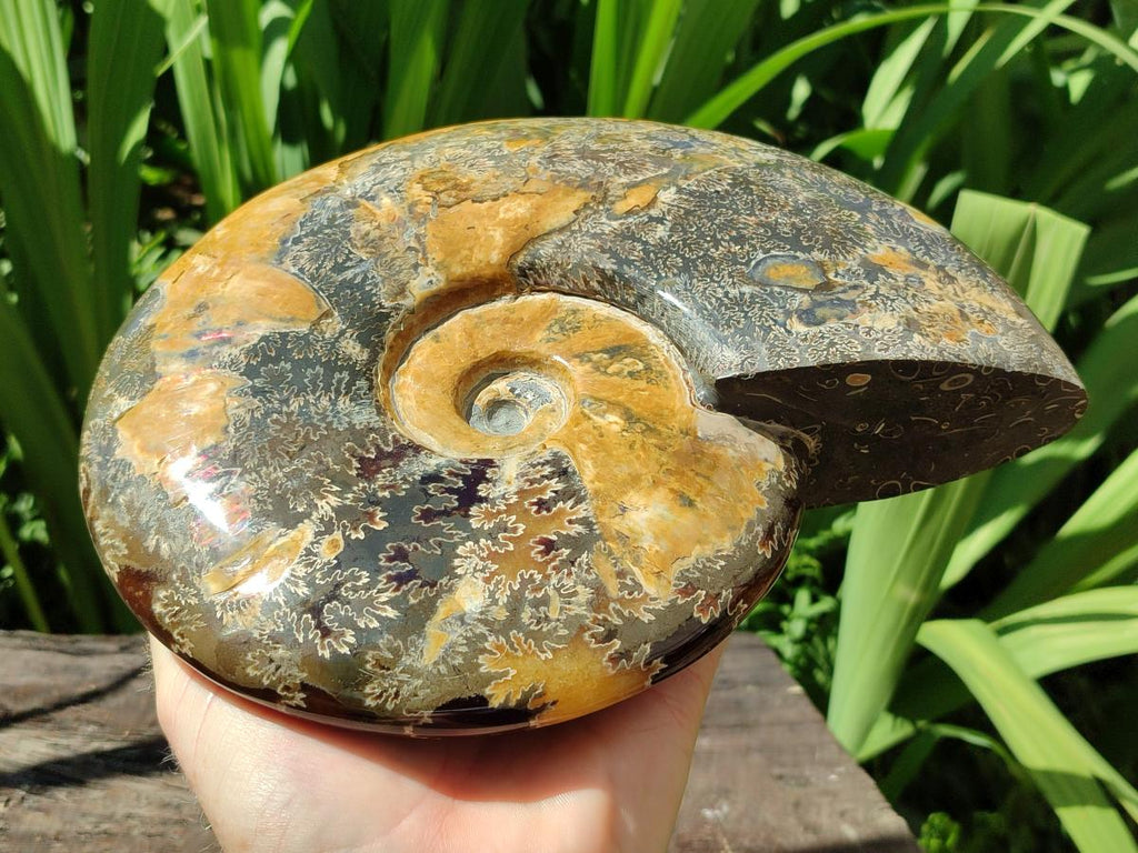 Polished XL Cleoniceras Ammonite Fossil x 1 From Tulear, Madagascar