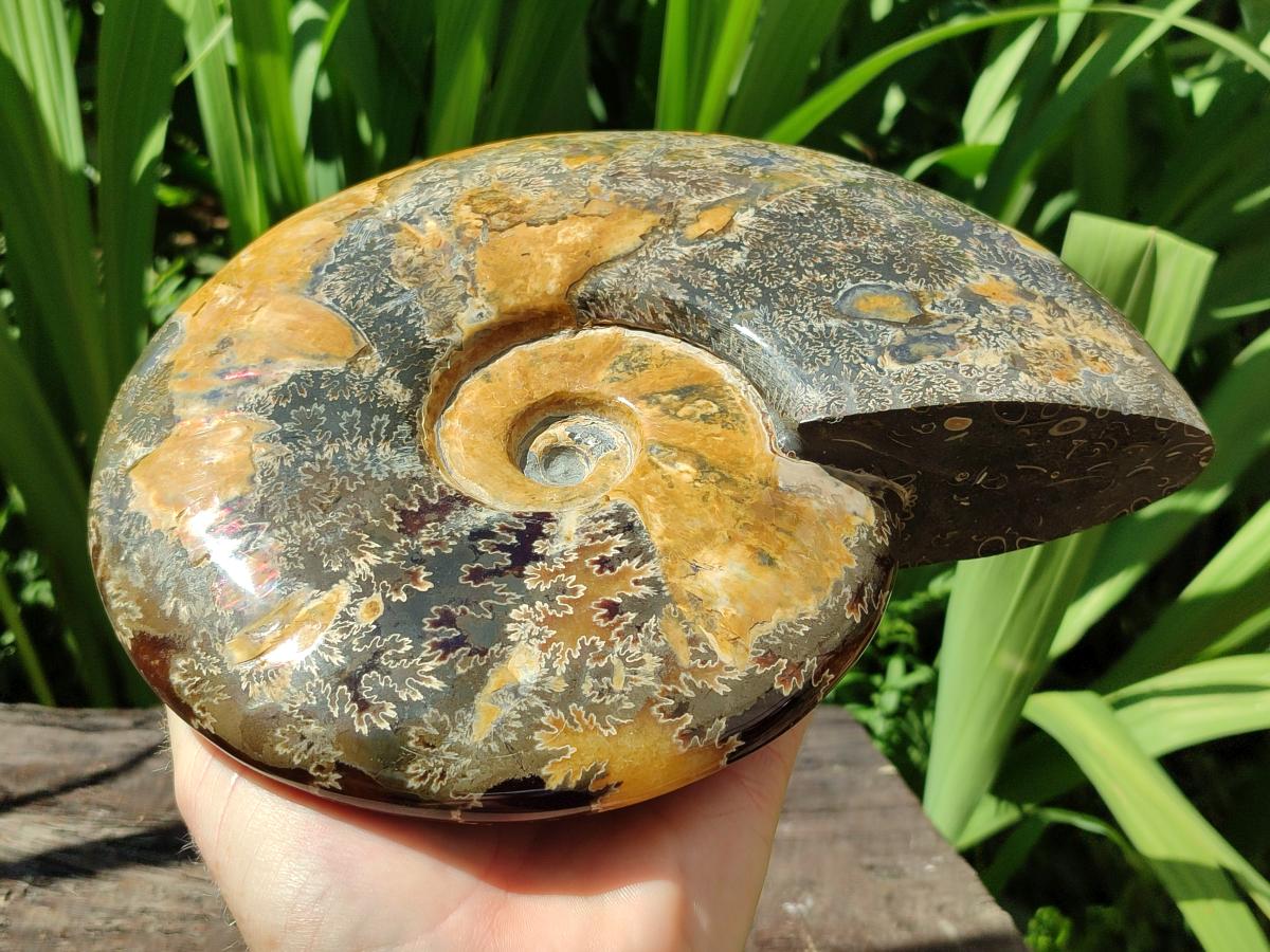 Polished XL Cleoniceras Ammonite Fossil x 1 From Tulear, Madagascar