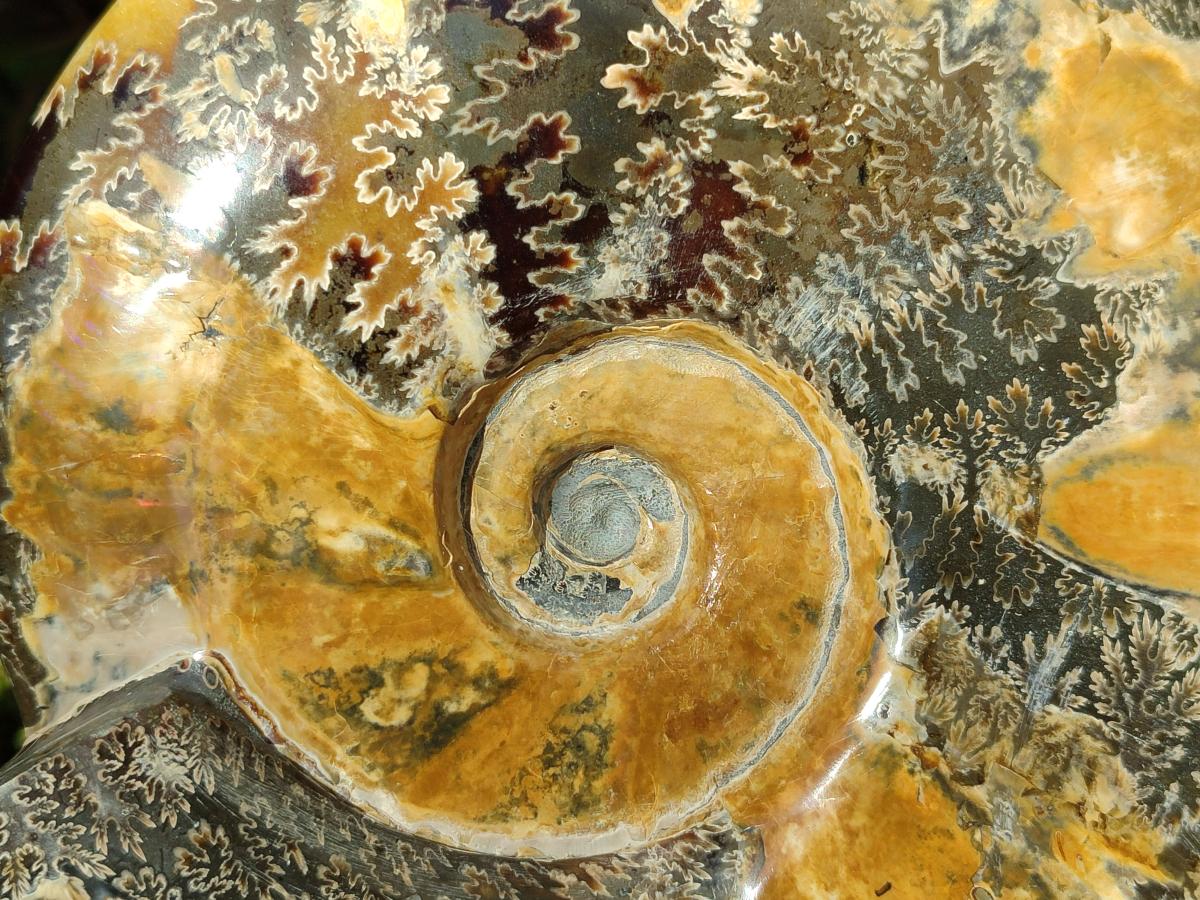 Polished XL Cleoniceras Ammonite Fossil x 1 From Tulear, Madagascar
