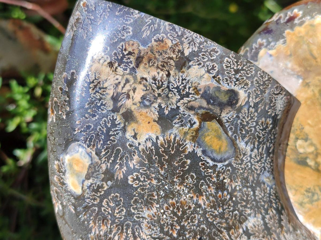 Polished XL Cleoniceras Ammonite Fossil x 1 From Tulear, Madagascar