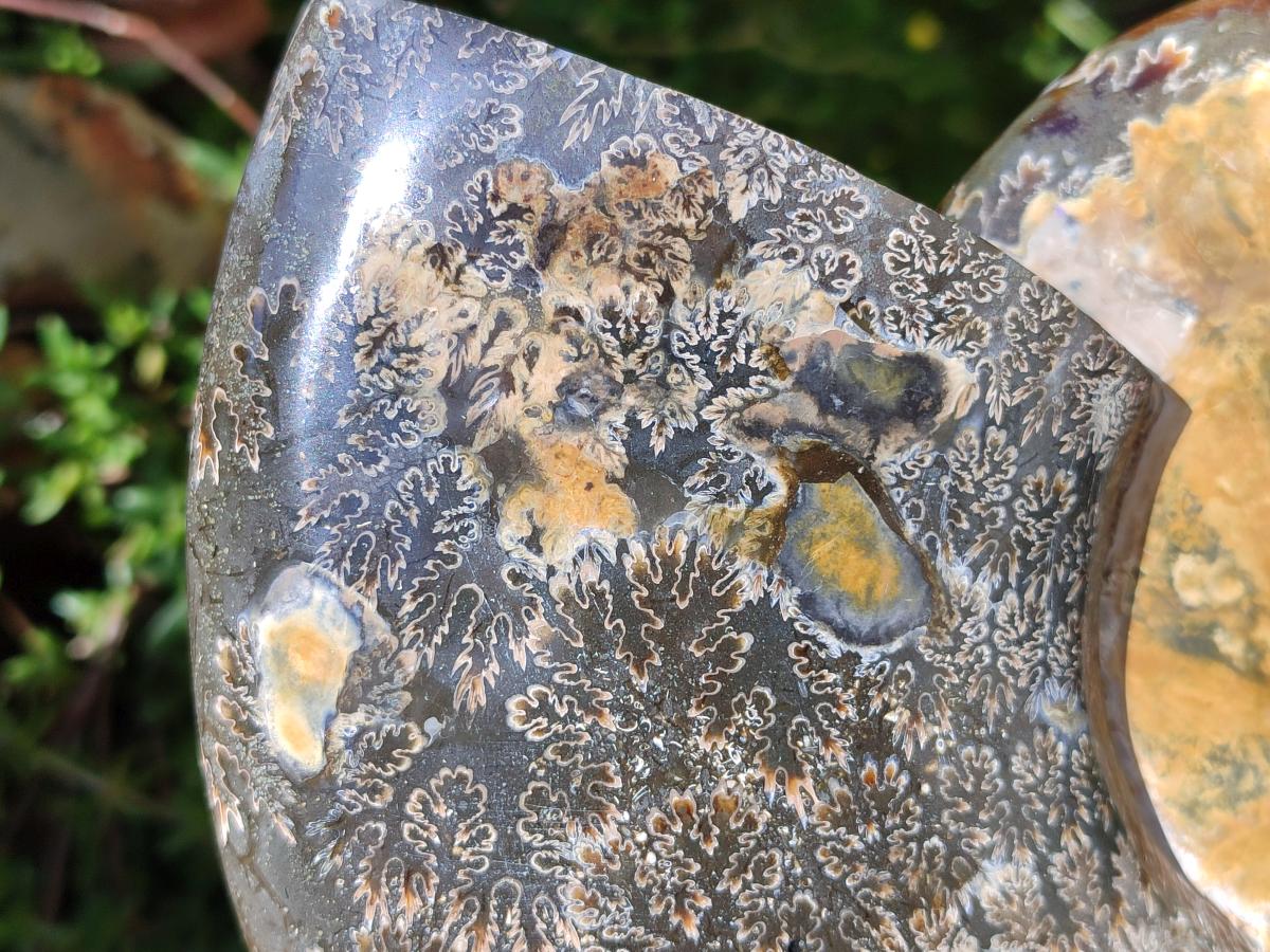 Polished XL Cleoniceras Ammonite Fossil x 1 From Tulear, Madagascar