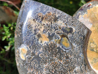 Polished XL Cleoniceras Ammonite Fossil x 1 From Tulear, Madagascar