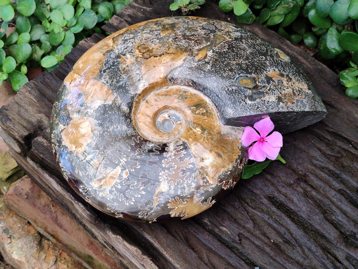 Polished XL Cleoniceras Ammonite Fossil x 1 From Tulear, Madagascar