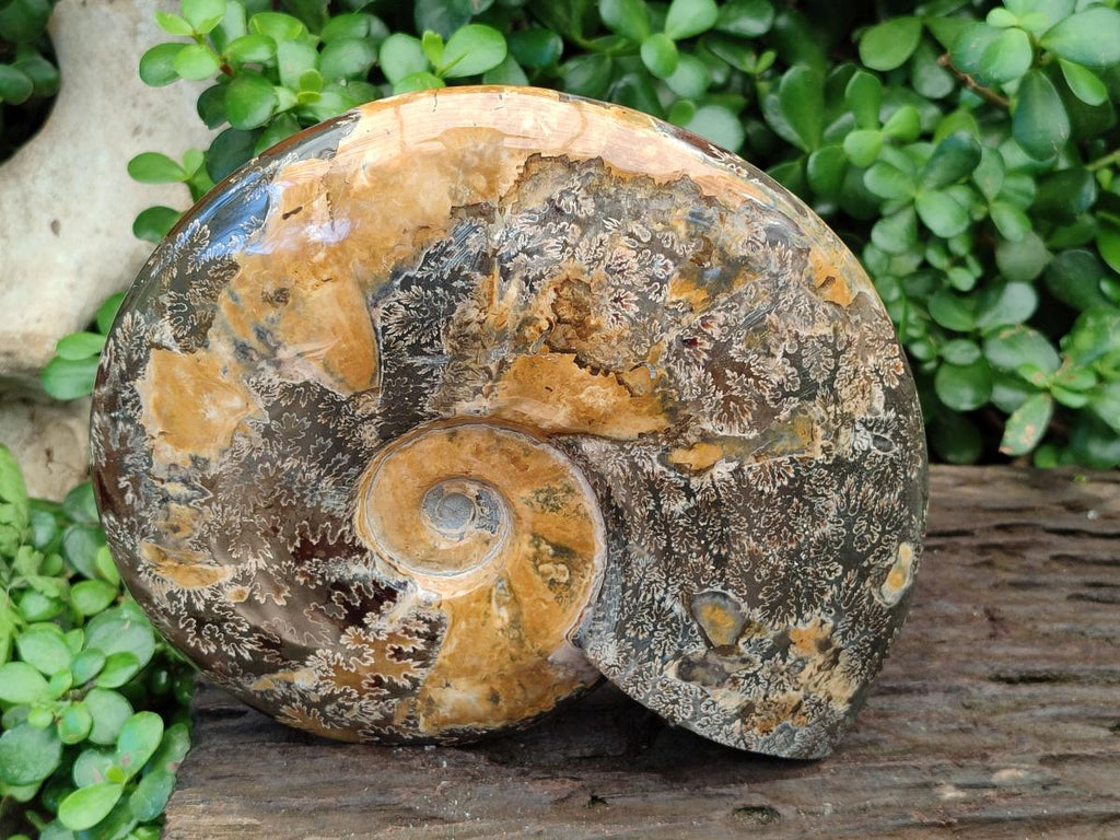 Polished XL Cleoniceras Ammonite Fossil x 1 From Tulear, Madagascar