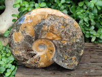 Polished XL Cleoniceras Ammonite Fossil x 1 From Tulear, Madagascar