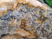 Polished XL Cleoniceras Ammonite Fossil x 1 From Tulear, Madagascar