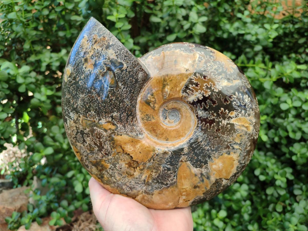 Polished XL Cleoniceras Ammonite Fossil x 1 From Tulear, Madagascar