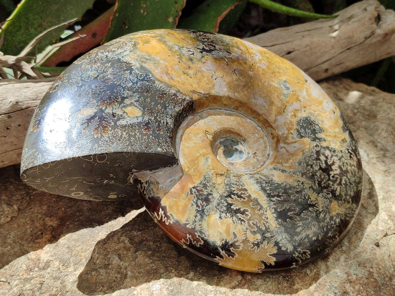 Polished XL Cleoniceras Ammonite Fossil x 1 From Tulear, Madagascar - Toprock Gemstones and Minerals 