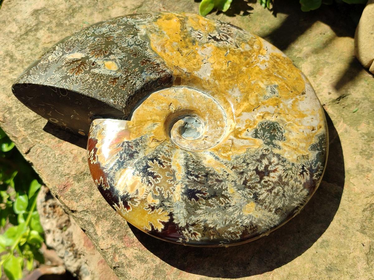 Polished XL Cleoniceras Ammonite Fossil x 1 From Tulear, Madagascar
