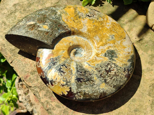 Polished XL Cleoniceras Ammonite Fossil x 1 From Tulear, Madagascar - Toprock Gemstones and Minerals 