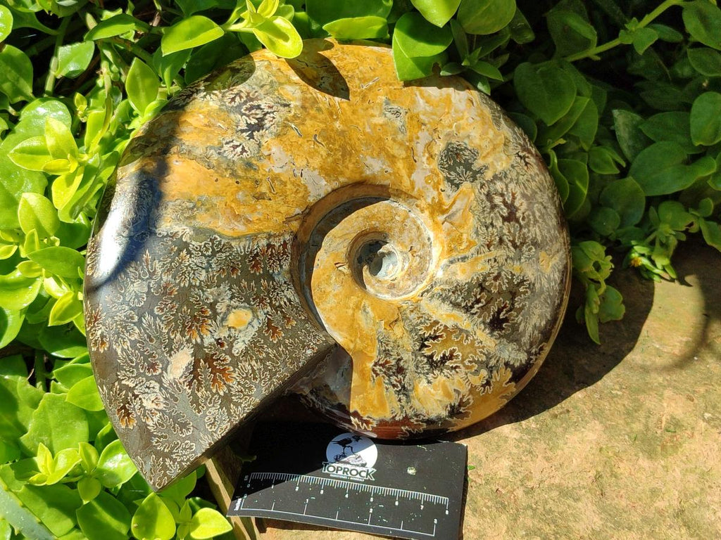 Polished XL Cleoniceras Ammonite Fossil x 1 From Tulear, Madagascar
