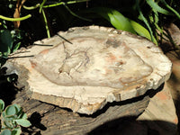 Polished Red Podocarpus Petrified Wood Slice x 1 From Mahajanga, Madagascar