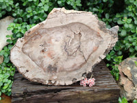 Polished Red Podocarpus Petrified Wood Slice x 1 From Mahajanga, Madagascar