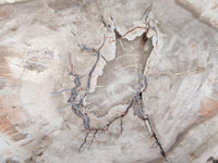 Polished Red Podocarpus Petrified Wood Slice x 1 From Mahajanga, Madagascar