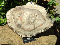 Polished Red Podocarpus Petrified Wood Slice x 1 From Mahajanga, Madagascar