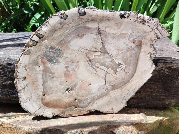 Polished Red Podocarpus Petrified Wood Slice x 1 From Mahajanga, Madagascar