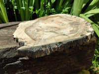 Polished Red Podocarpus Petrified Wood Slice x 1 From Mahajanga, Madagascar