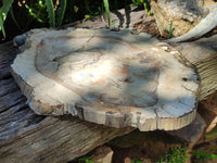 Polished Red Podocarpus Petrified Wood Slice x 1 From Mahajanga, Madagascar