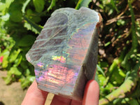 Polished One Side Labradorite Display Pieces x 6 From Madagascar