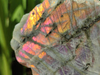 Polished One Side Labradorite Display Pieces x 6 From Madagascar