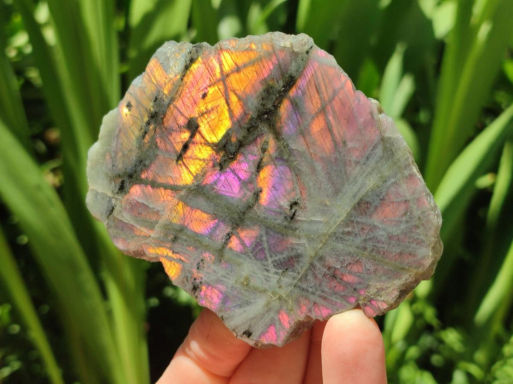 Polished One Side Labradorite Display Pieces x 6 From Madagascar