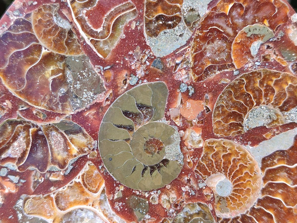Hand Made Ammonite Conglomerate Coffee Table Coasters x 6 From Mahajanga, Madagascar - Toprock Gemstones and Minerals 