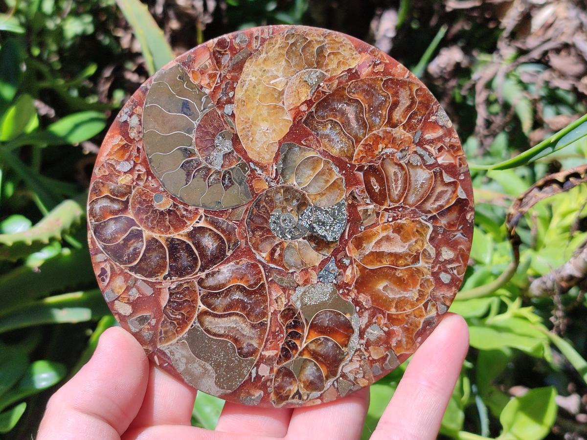 Hand Made Ammonite Conglomerate Coffee Table Coasters x 6 From Mahajanga, Madagascar
