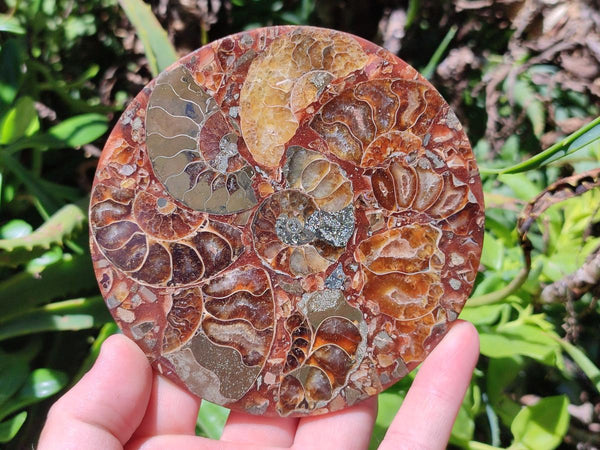 Hand Made Ammonite Conglomerate Coffee Table Coasters x 6 From Mahajanga, Madagascar